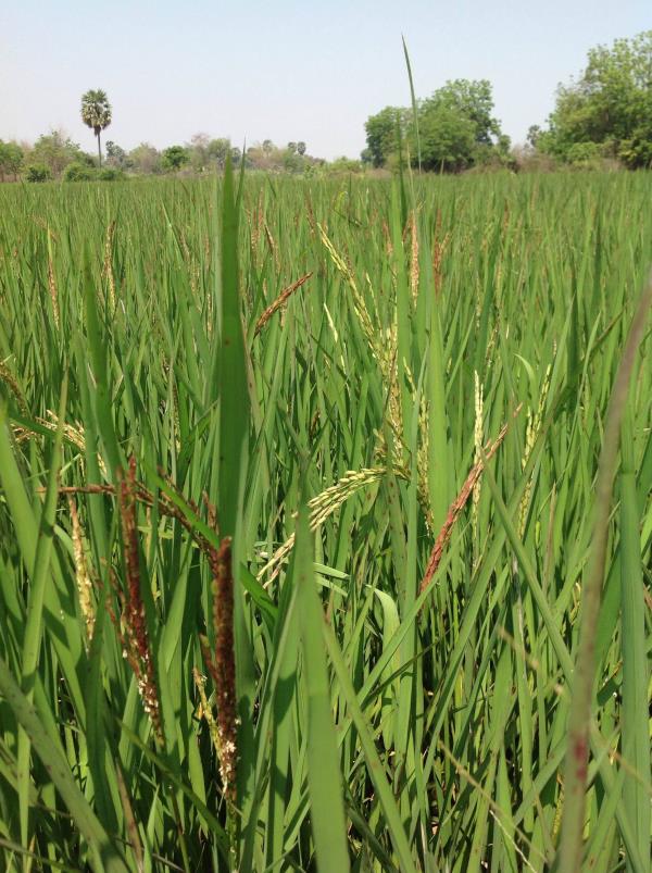 ข้าวไรซ์เบอรี่ (Organic Rice) | เกษตรรุ่งเรือง -  สมุทรปราการ