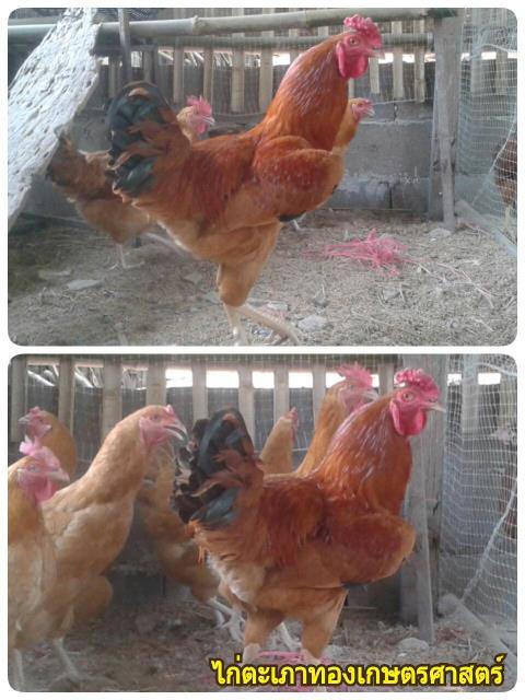 ลูกไก่ตะเภาทองเกษตรศาสตร์ | ลูกไก่ - ศรีมหาโพธิ ปราจีนบุรี