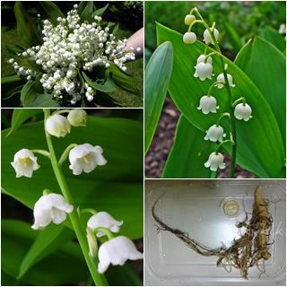 ลิลลี่หุบเขา - Lily of the Valley