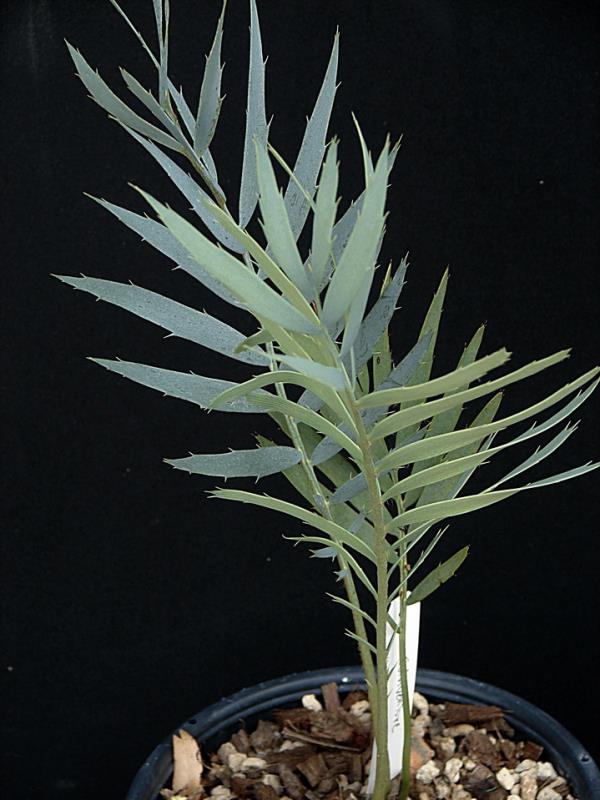 Encephalartos dyerianus | Suanpom(สวนผม) - สรรพยา ชัยนาท
