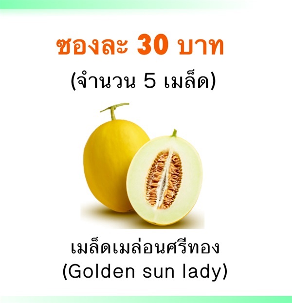 เมล็ดเมล่อนศรีทอง (Golden sun lady)