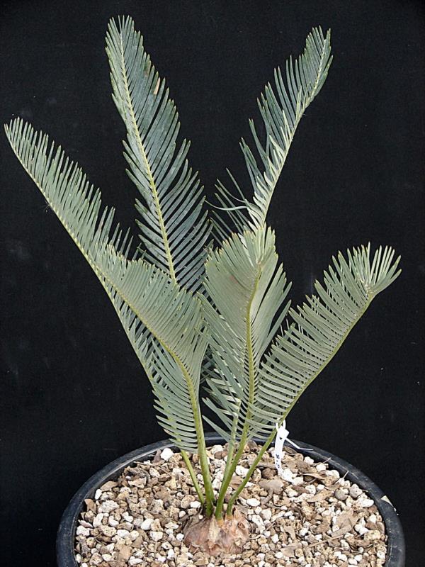 Encephalartos friderici guilielmi | Suanpom(สวนผม) - สรรพยา ชัยนาท