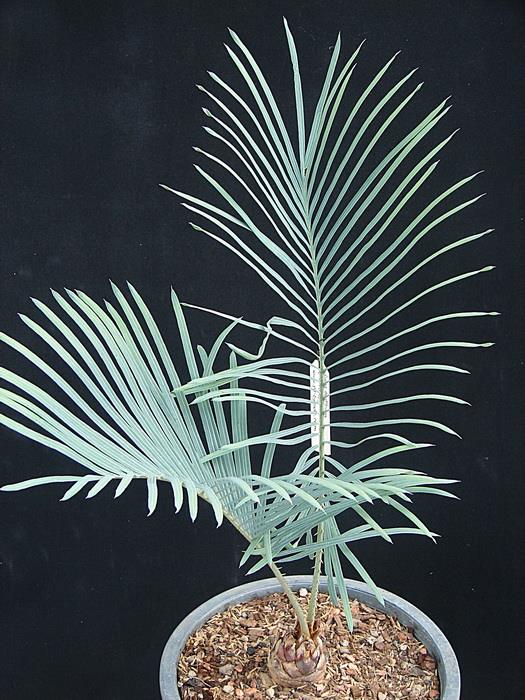 Cycas couttsiana