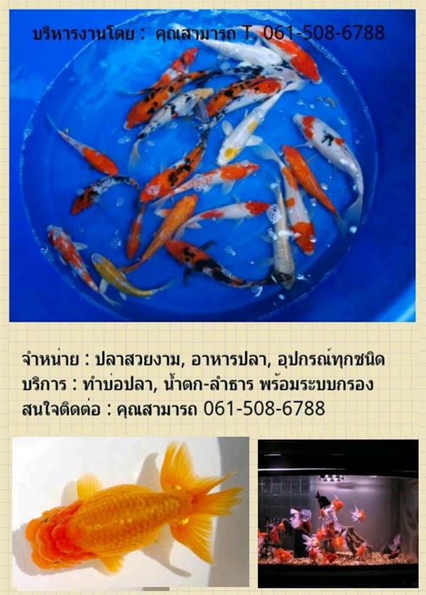 อาหารปลา ปลาคราฟ น้ำล้น  | huahin aquarium - หัวหิน ประจวบคีรีขันธ์