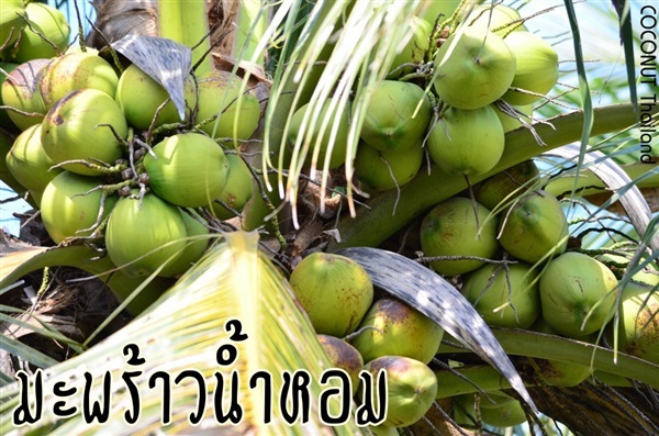 มะพร้าวน้ำหอม | COCONUT มะพร้าวไทย - บางน้ำเปรี้ยว ฉะเชิงเทรา