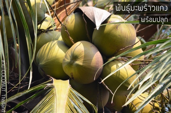 มะพร้าวแกง ลูกกลม | COCONUT มะพร้าวไทย - บางน้ำเปรี้ยว ฉะเชิงเทรา