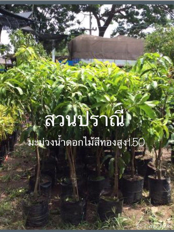 น้ำดอกไม้สีทองเสียบยอดสูง1.50 | สวนปราณีพันธุ์ไม้ - เมืองปราจีนบุรี ปราจีนบุรี