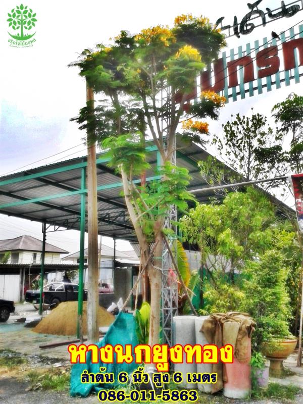 ขายต้นหางนกยูงทอง 6นิ้ว สูง 6 เมตร (ดอกสีเหลืองขายแล้ว) | จริงใจไม้มงคล แอนด์ แลนด์สเคป - ลำลูกกา ปทุมธานี