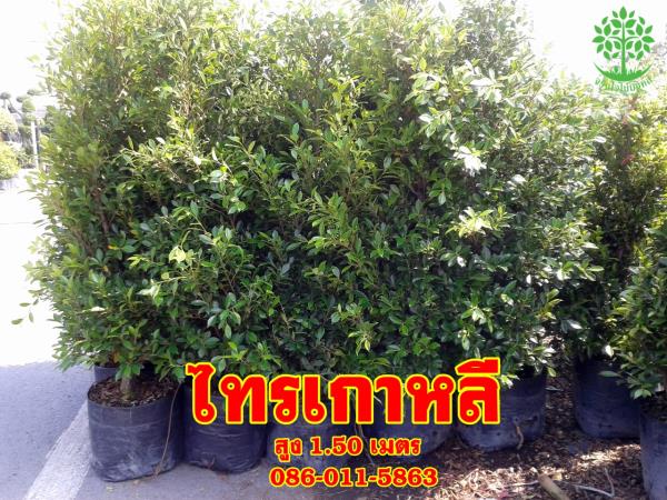 ขายไทรเกาหลีสูง 1.50 เมตรราคาถูก | จริงใจไม้มงคล แอนด์ แลนด์สเคป - ลำลูกกา ปทุมธานี