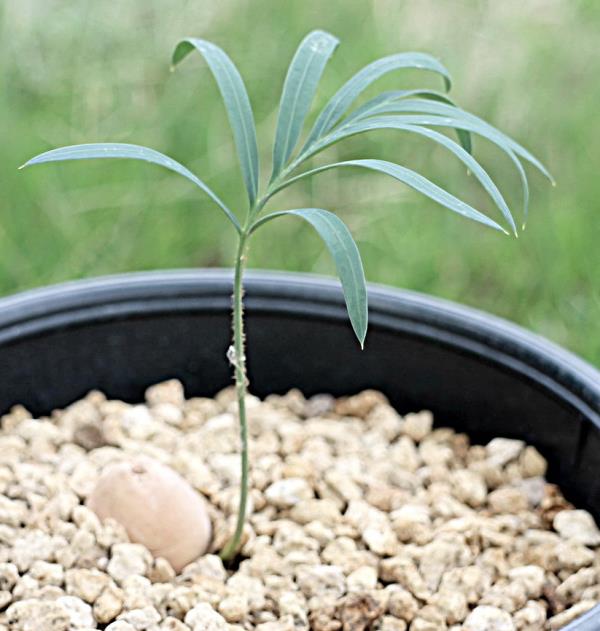 Cycas pazhihuaensis