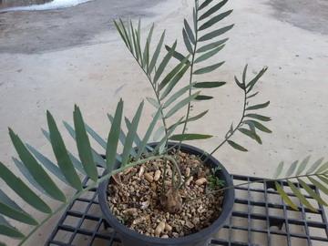 Encephalartos nubimontanus | วาริช ปาล์ม - ยานนาวา กรุงเทพมหานคร