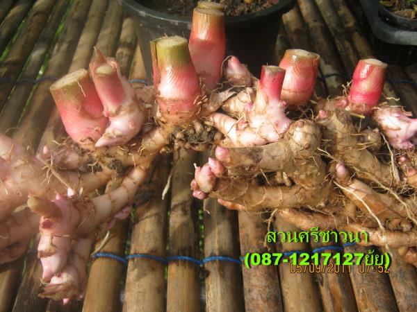 ว่านไพลชมพู Zingiber cassumun | สวนศรีชาวนา - เมืองปราจีนบุรี ปราจีนบุรี