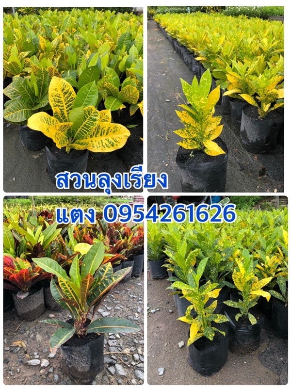 โกสน หลายสายพันธุ์