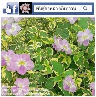 เบญจรงค์ 5 สี | พันธุ์ดาหลา - เมืองเชียงใหม่ เชียงใหม่