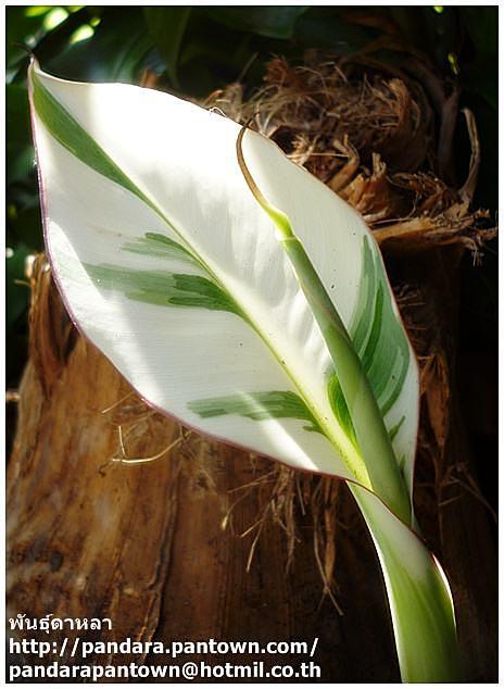 Musa 'Florida variegate' | พันธุ์ดาหลา - เมืองเชียงใหม่ เชียงใหม่