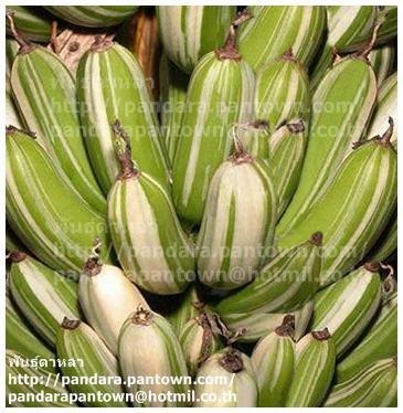 Musa 'Florida variegate' | พันธุ์ดาหลา - เมืองเชียงใหม่ เชียงใหม่