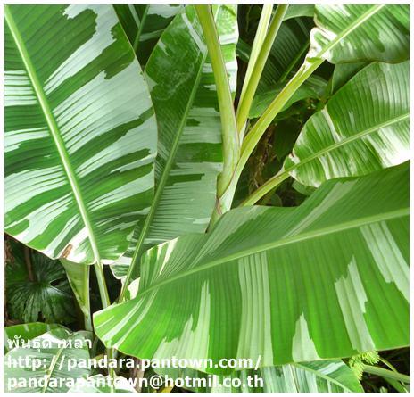 Musa 'Florida variegate' | พันธุ์ดาหลา - เมืองเชียงใหม่ เชียงใหม่