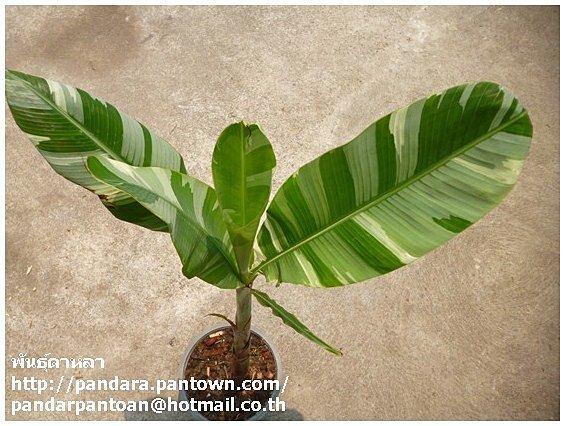 Musa 'Florida variegate' | พันธุ์ดาหลา - เมืองเชียงใหม่ เชียงใหม่