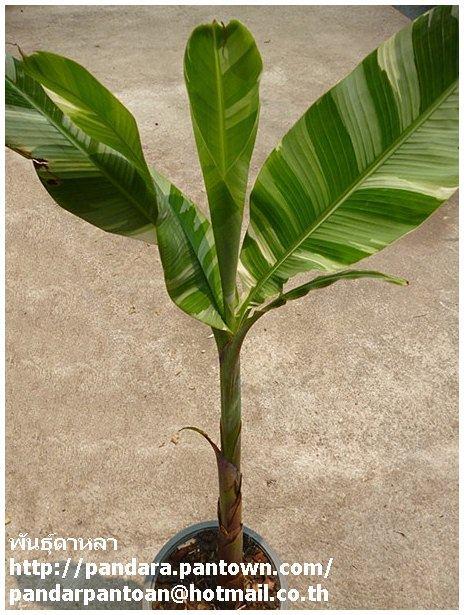 Musa 'Florida variegate' | พันธุ์ดาหลา - เมืองเชียงใหม่ เชียงใหม่