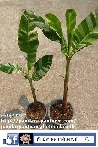 Musa 'Florida variegate' | พันธุ์ดาหลา - เมืองเชียงใหม่ เชียงใหม่