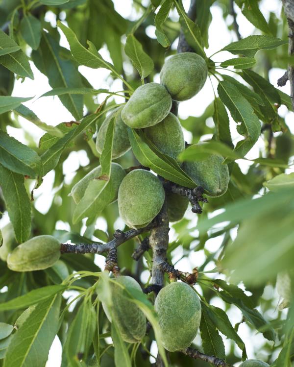 Almond trees 