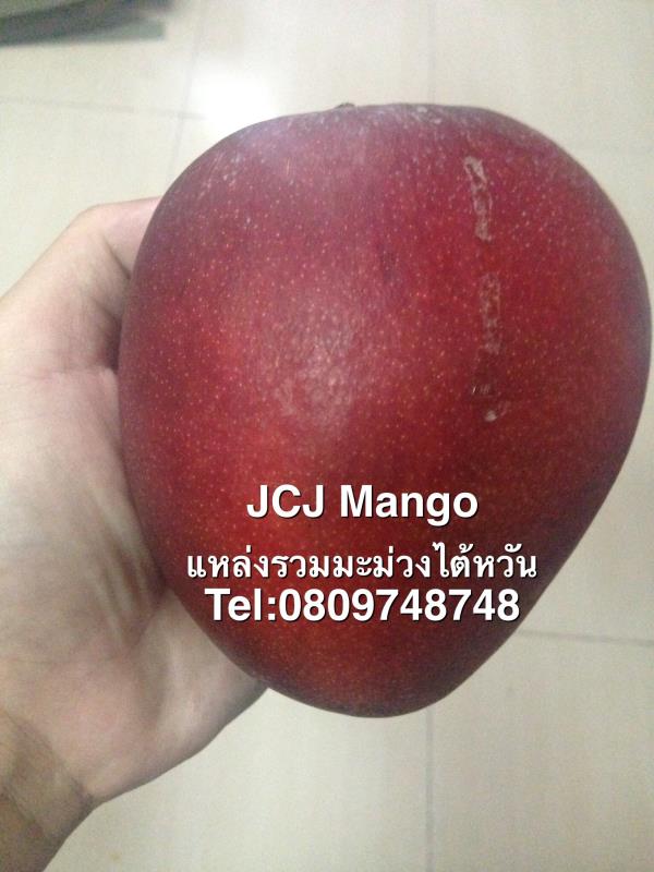 ต้นพันธุ์มะม่วงหงส์ไคเทอร์ แบบเสียบยอด | JCJ Mango -  นนทบุรี