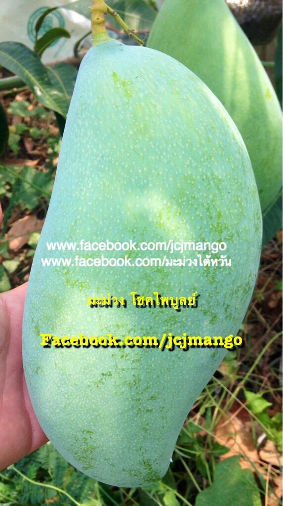 ต้นพันธุ์มะม่วงยักษ์ โชคไพบูลย์ หรือเจ้าลงกา | JCJ Mango -  นนทบุรี