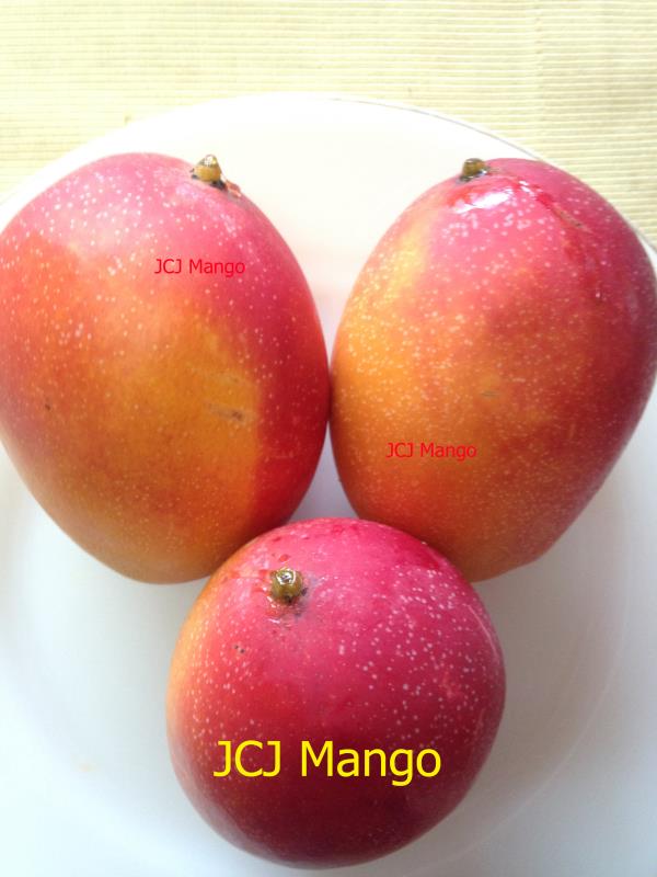 ต้นพันธุ์มะม่วง ซานหลิน เสียบยอด | JCJ Mango -  นนทบุรี