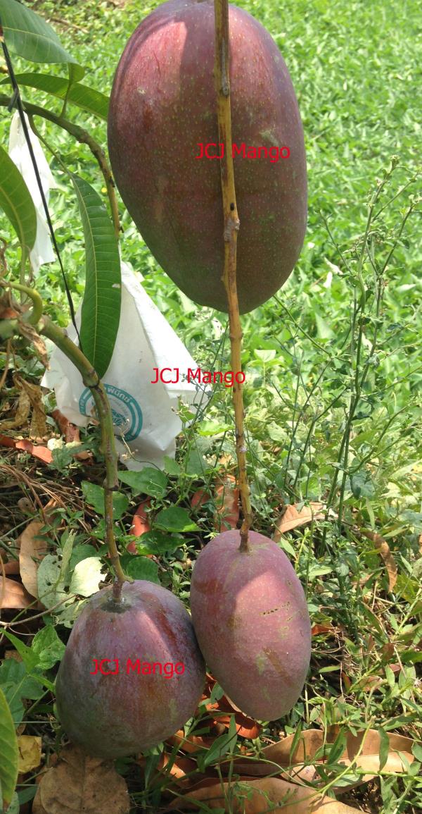 ต้นพันธุ์มะม่วง หยู่เหวิน แบบเสียบยอด | JCJ Mango -  นนทบุรี