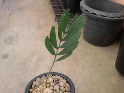 Encephalartos dolomiticus | วาริช ปาล์ม - ยานนาวา กรุงเทพมหานคร