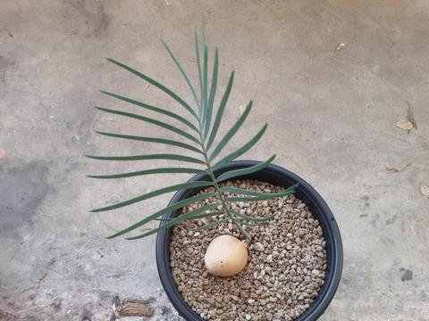 Macrozamia macdonnellii