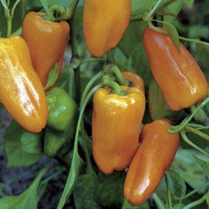 Peach Habanero  | ไร่ภูธรา - เมืองเชียงใหม่ เชียงใหม่