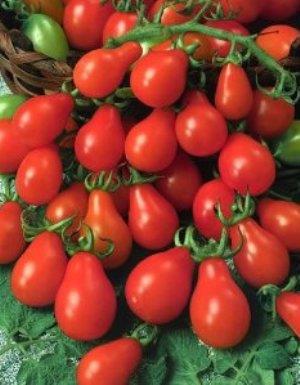  Red Pear Tomato | ไร่ภูธรา - เมืองเชียงใหม่ เชียงใหม่