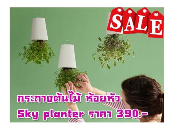 กระถางต้นไม้ ห้อยหัว Sky planter | Solar Cell Fountain - เมืองนครราชสีมา นครราชสีมา