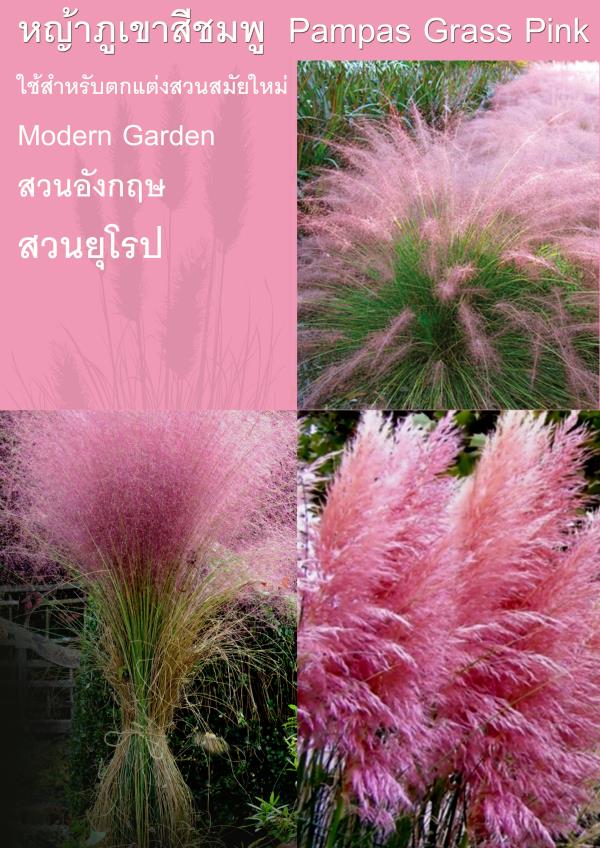 หญ้าภูเขาสีชมพู Pampas Grass Pink | laddagarden - ลาดหลุมแก้ว ปทุมธานี