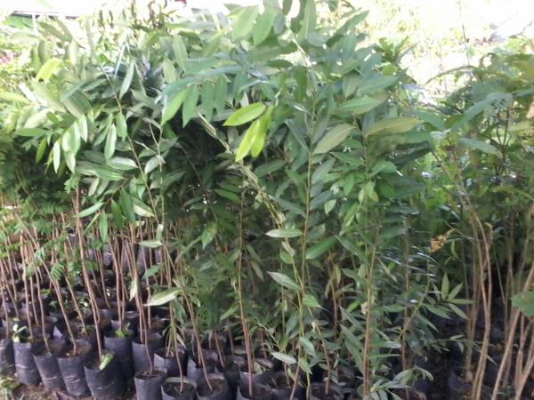 ต้นลำดวน | สวนกัลยา - คลองหลวง ปทุมธานี