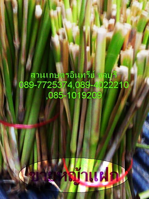 ขายหญ้าแฝก | สวนเกษตรอินทรีย์ - พนัสนิคม ชลบุรี