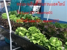 ชุดปลูก DRFT 200 หลุม Model H2 | KB Hydro Tech - บางพลี สมุทรปราการ