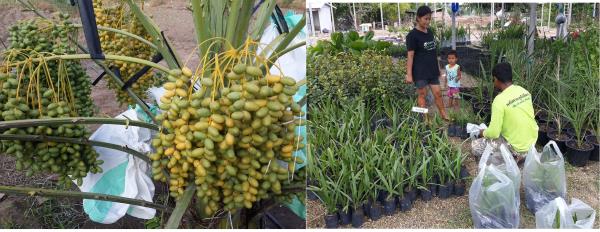 กล้าอินทผลัม KL1 แม่โจ้ 36 | อินทผลัมกาญจน์ Kanchanaburi Date Palm  - ท่าม่วง กาญจนบุรี