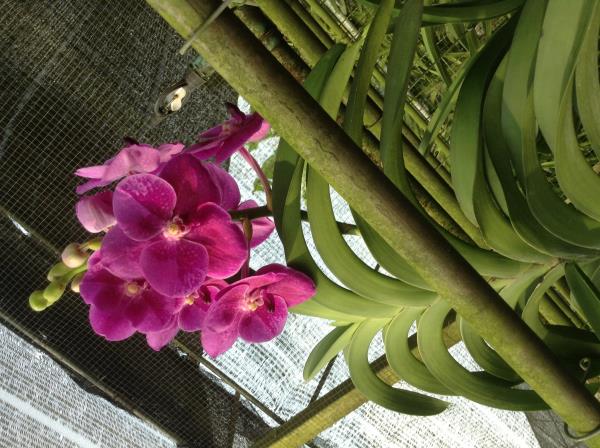 แวนด้าตัดดอก สีชมพู ไซส์ยาว | แคท ออคิดส์ - ท่ามะกา กาญจนบุรี
