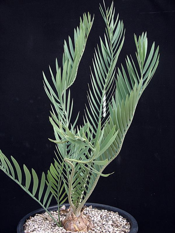Encephalartos middelburgensis "avontuur" | Suanpom(สวนผม) - สรรพยา ชัยนาท