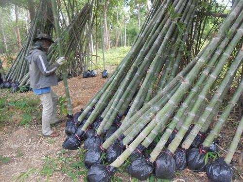 ลำไผ่พร้อมปลูก | บ้านเขียวซางหม่น - เมืองอุตรดิตถ์ อุตรดิตถ์