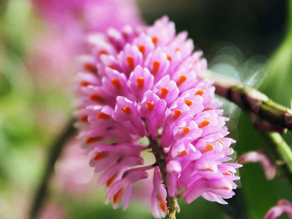 Dendrobium bursigerum