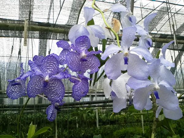 Vanda coerulea