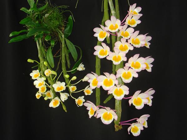 Dendrobium crepidatum | ร้านน้องกระต่าย -  เชียงใหม่