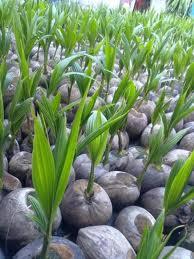 พันธุ์มะพร้าวน้ำหอม | สวนไผ่ลุงสมาน - ศรีสงคราม นครพนม