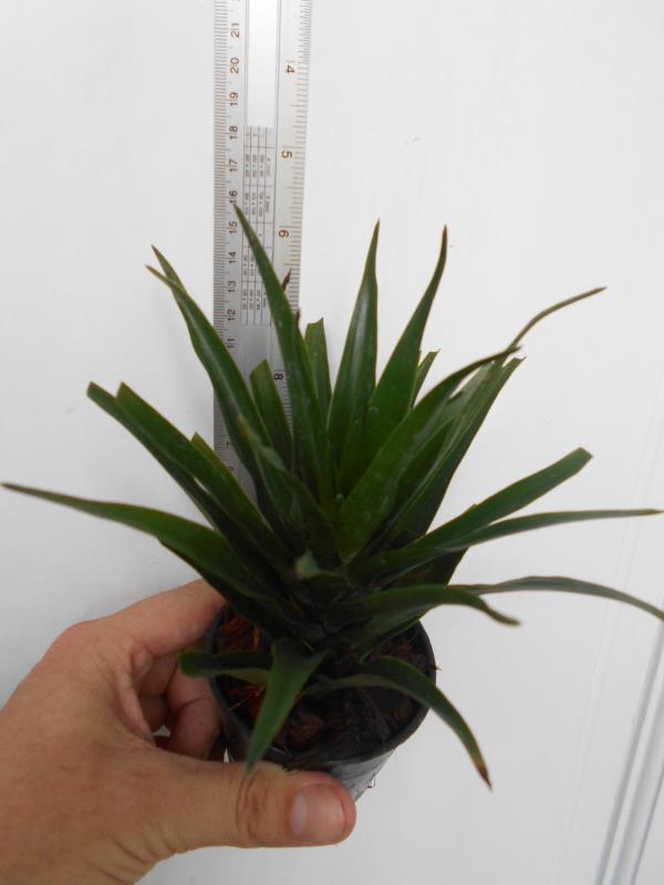 Dracaena mutant | ยุโรป อเมริกา การ์เดน -  กรุงเทพมหานคร