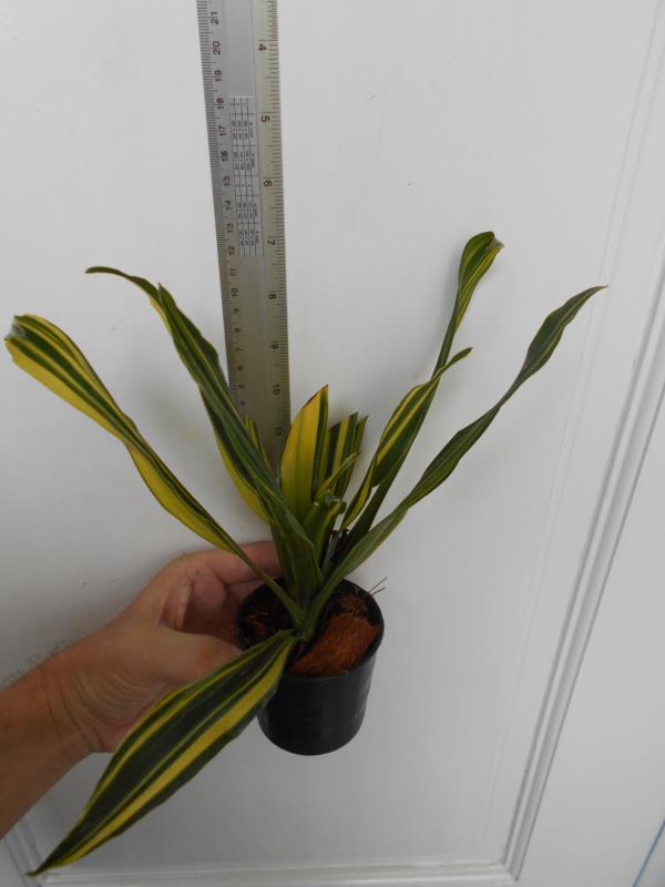 Dracaena mutant