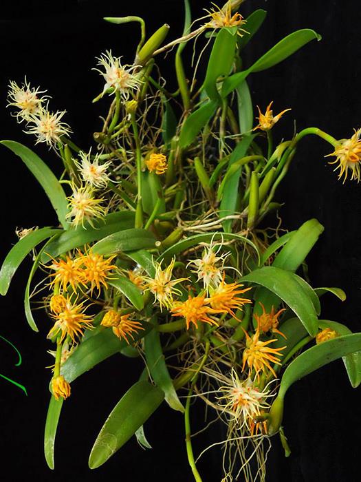 Bulbophyllum odoratissimum | ร้านน้องกระต่าย -  เชียงใหม่