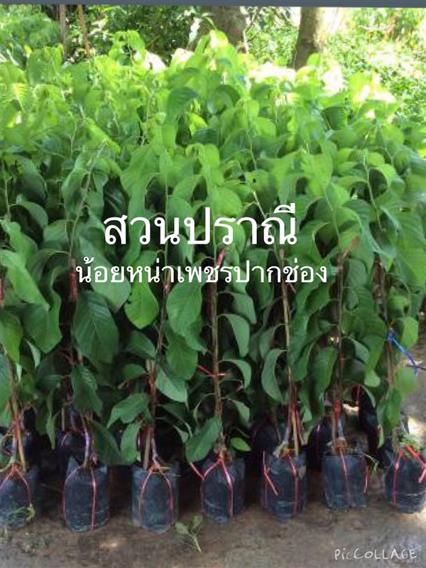 น้อยหน่าเพชรปากช่อง | สวนปราณีพันธุ์ไม้ - เมืองปราจีนบุรี ปราจีนบุรี